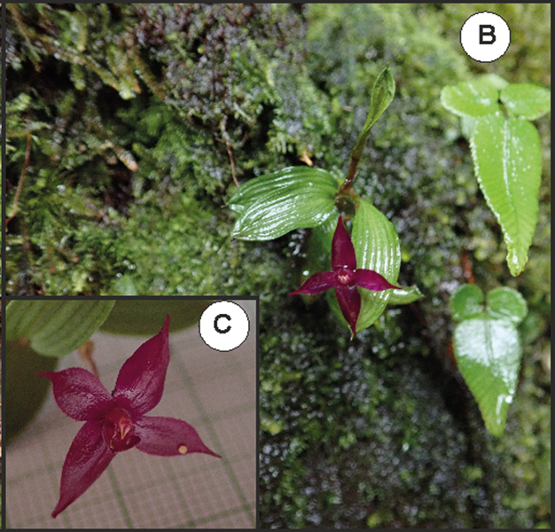 Phyton Vol. 64/65 E-Book S 1-5