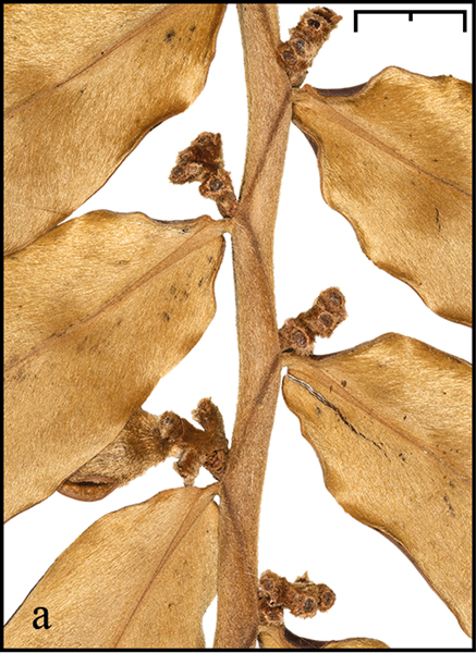 Phyton Vol. 64/65 E-Book S 7-21