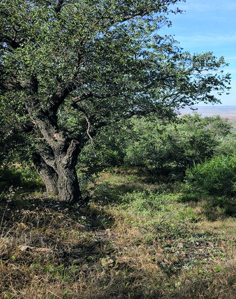 Phyton Vol. 64/65 E-Book S 139-168